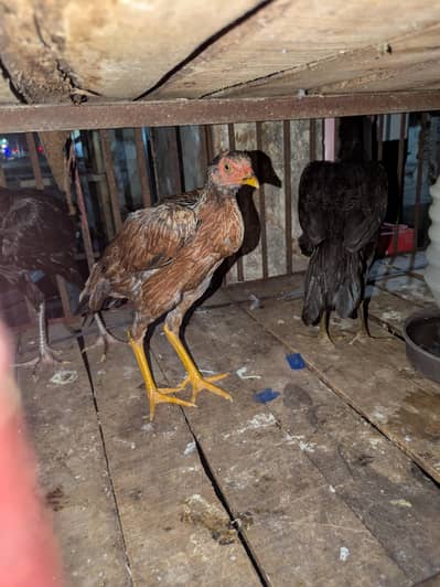 Sindhi Pure Aseel pathia available in good price