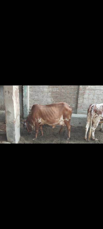 sahiwal or chowlisatni cow
