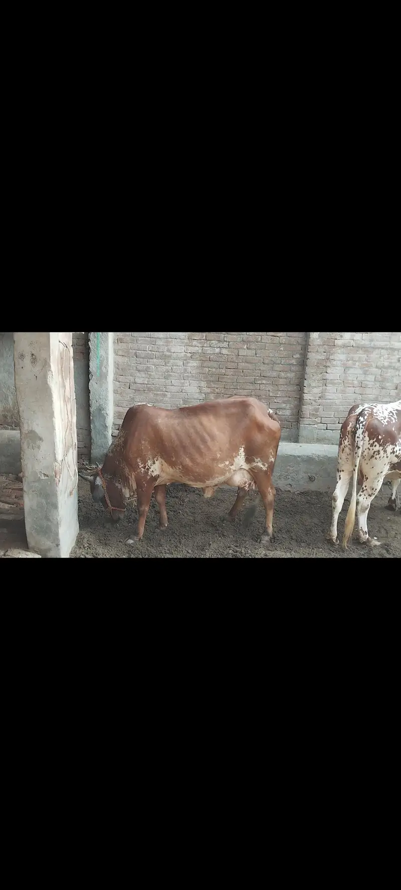 sahiwal or chowlisatni cow
