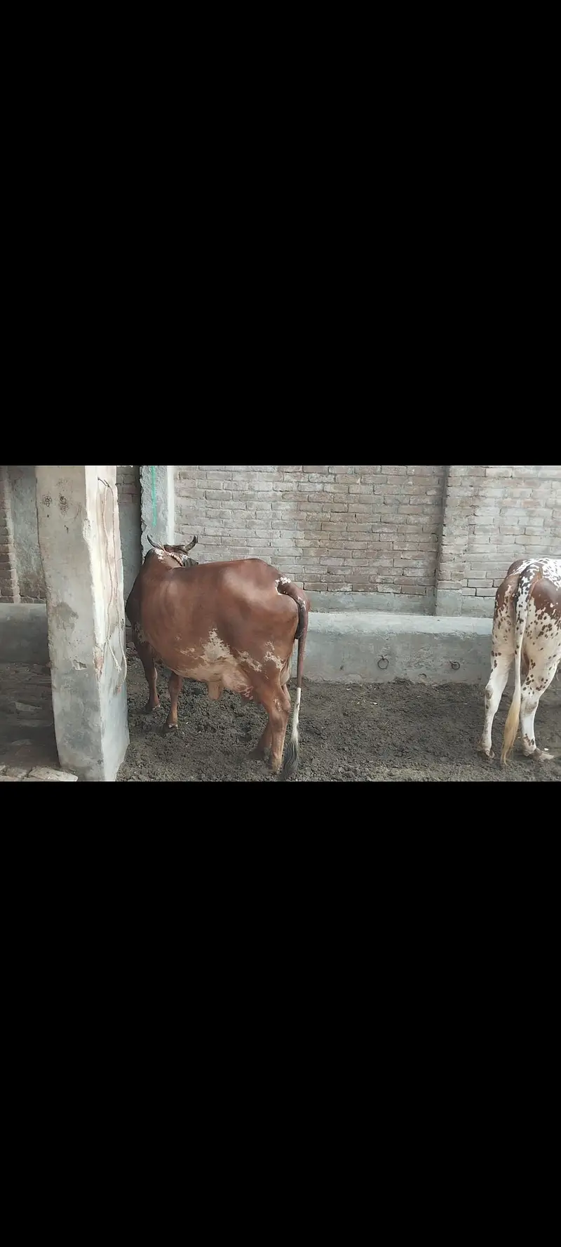 sahiwal or chowlisatni cow — photo 2