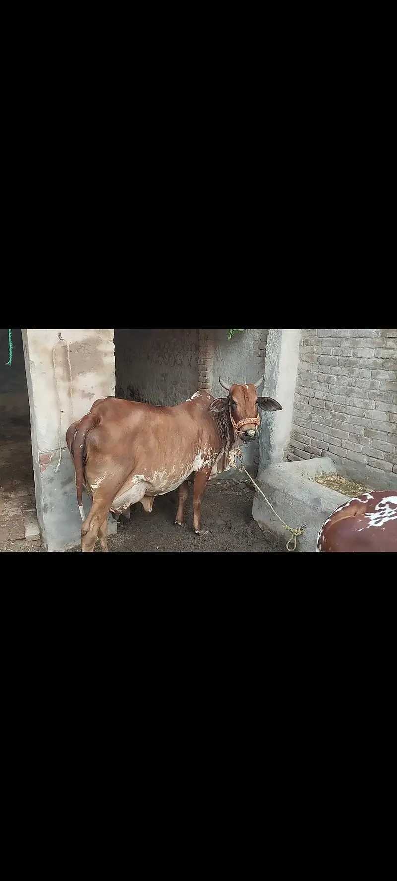 sahiwal or chowlisatni cow — photo 4