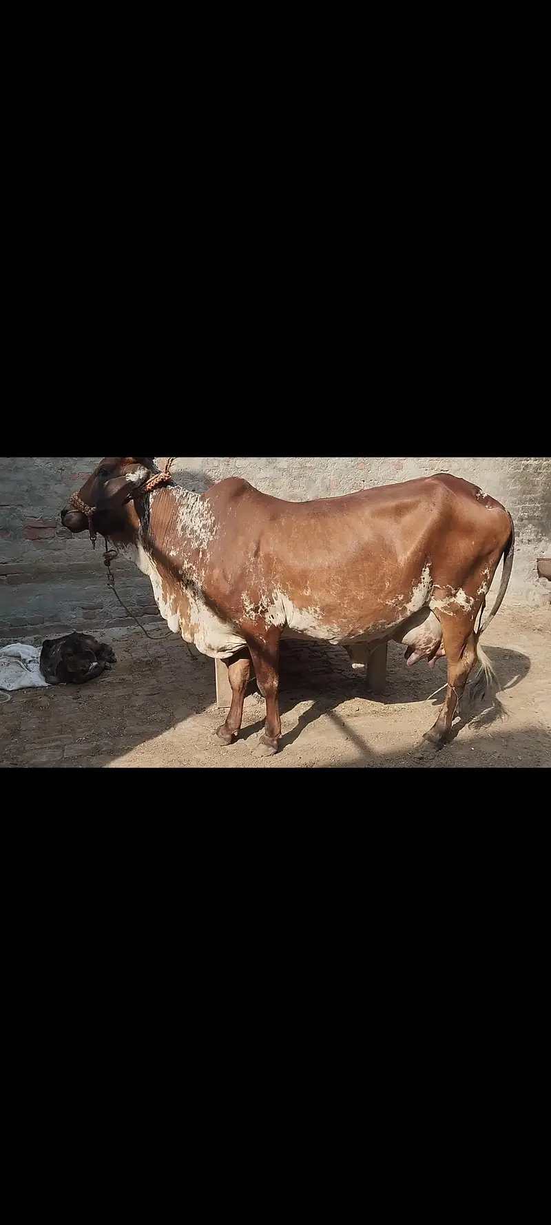 sahiwal or chowlisatni cow — photo 6