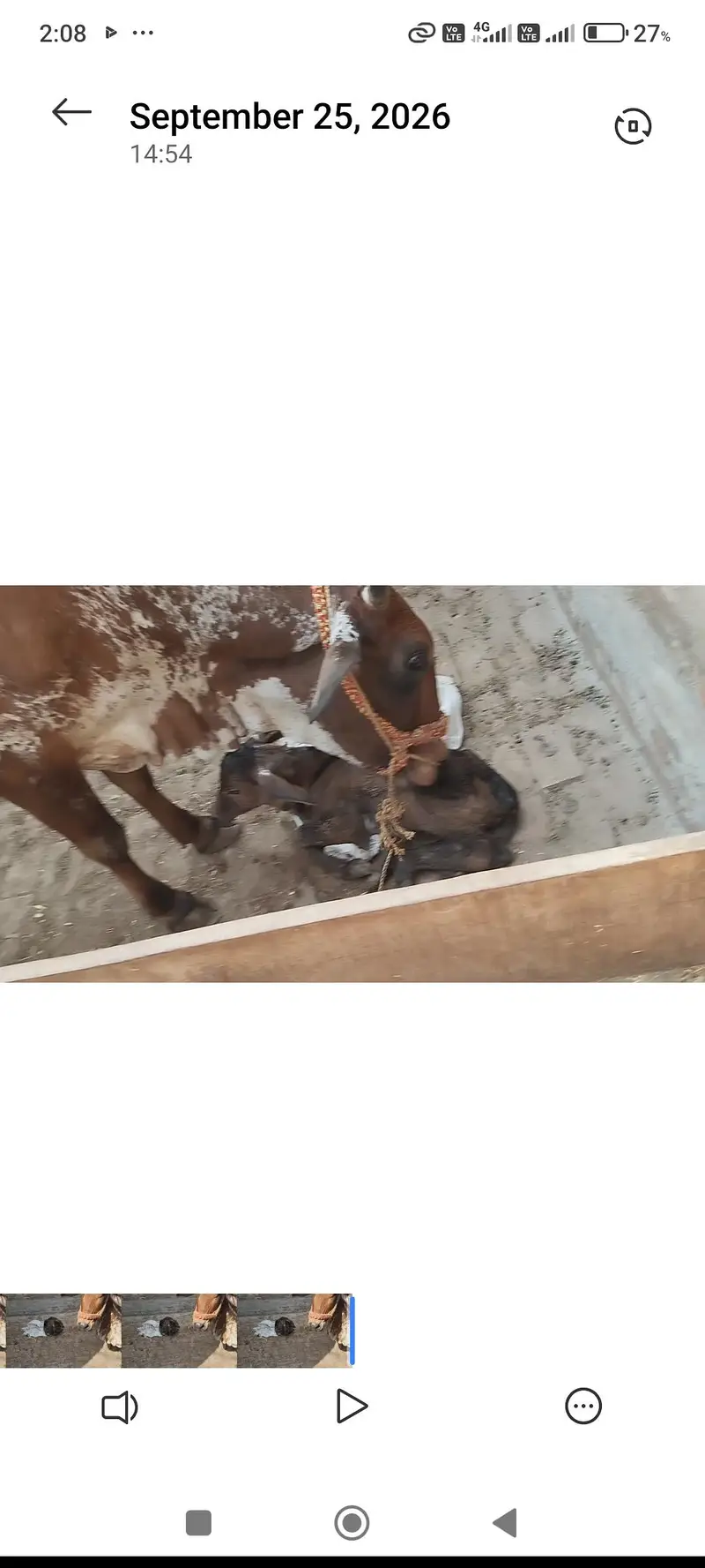 sahiwal or chowlisatni cow — photo 7