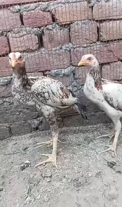 Aseel pair for sell