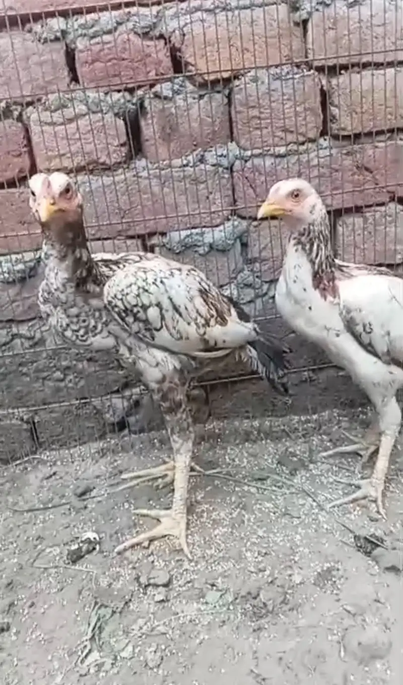 Aseel pair for sell