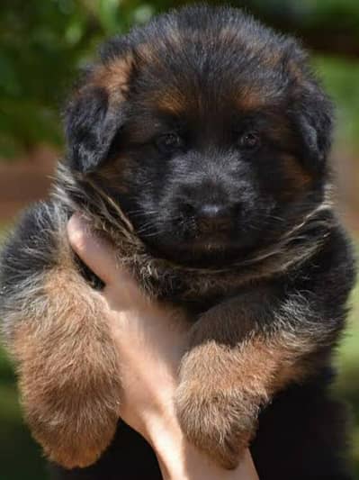 German shepherd long coat female show quality