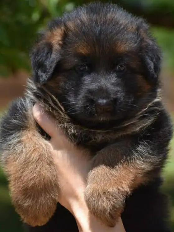 German shepherd long coat female show quality
