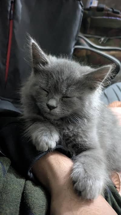 breeder Persian cat