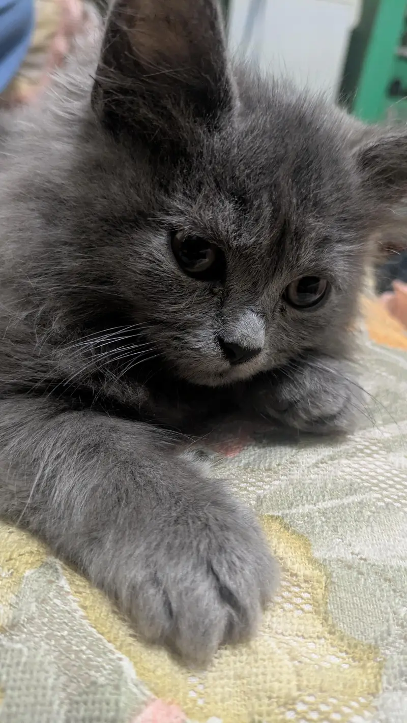 breeder Persian cat — photo 2
