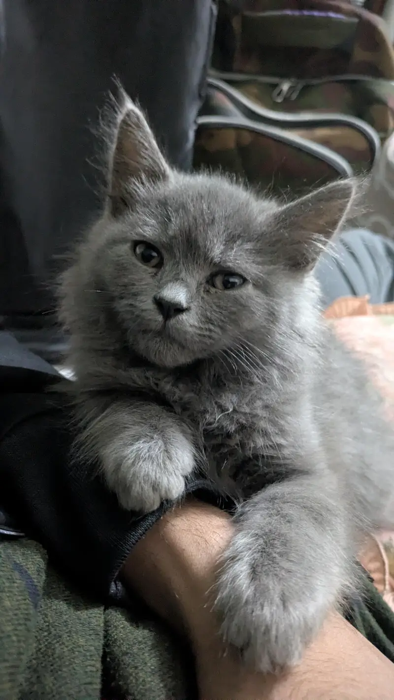 breeder Persian cat — photo 3