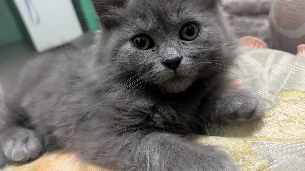 breeder Persian cat — photo 4
