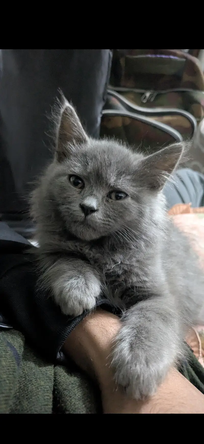 breeder Persian cat — photo 5