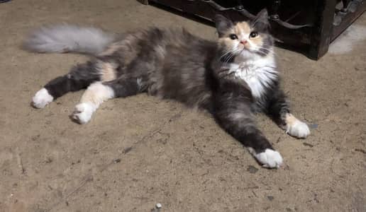 Beautiful Female Persian Mix Cat – 14 Months