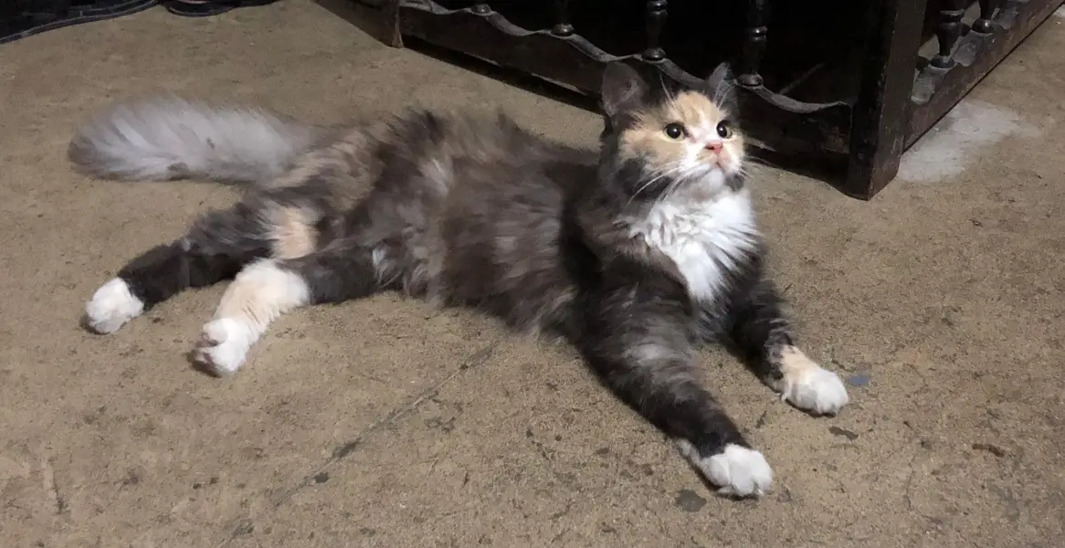 Beautiful Female Persian Mix Cat – 14 Months — photo 2