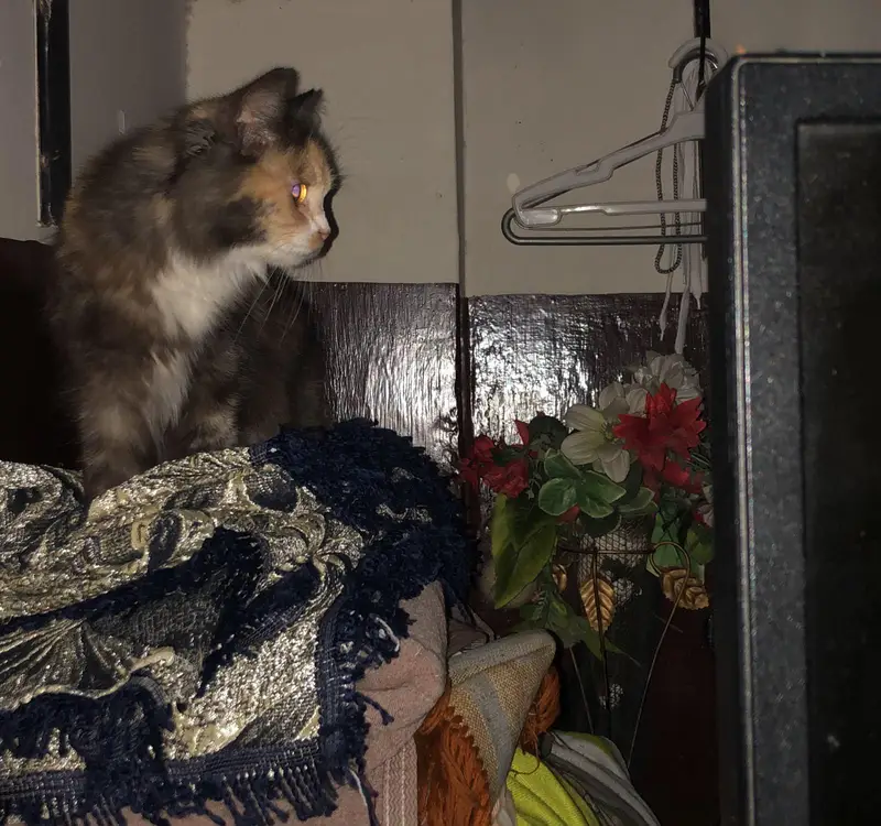 Beautiful Female Persian Mix Cat – 14 Months — photo 3