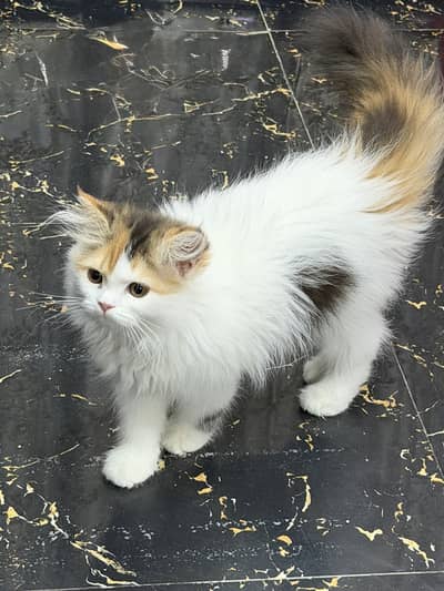 Both kittens are sale fully vaccinated each price 22000