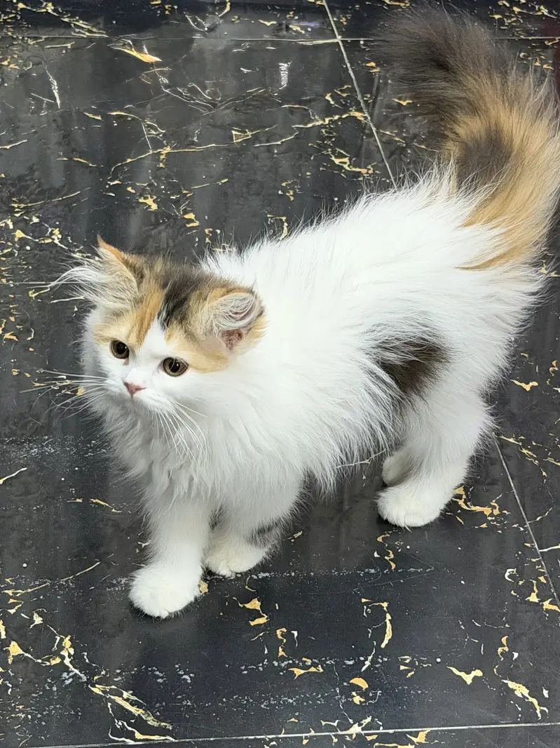 Both kittens are sale fully vaccinated each price 22000