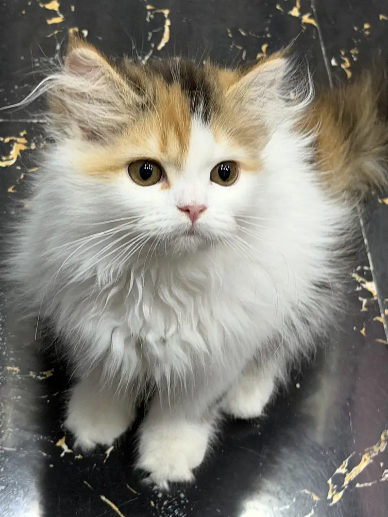 Both kittens are sale fully vaccinated each price 22000 — photo 2