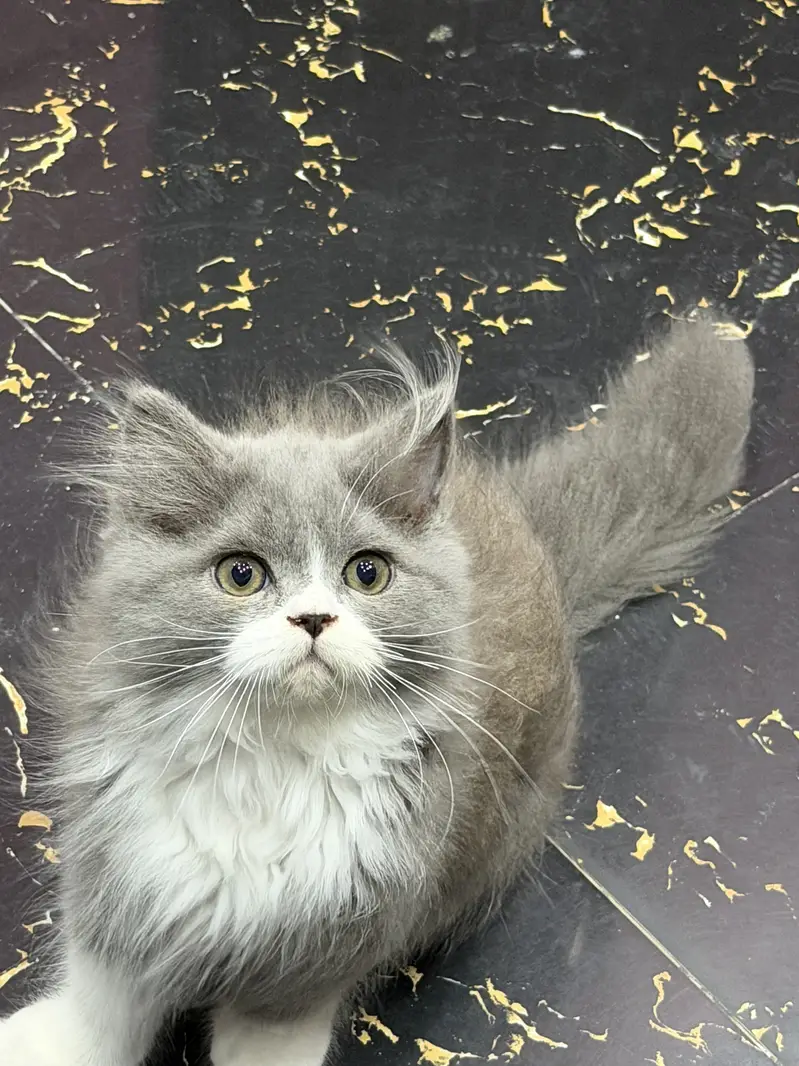 Both kittens are sale fully vaccinated each price 22000 — photo 3