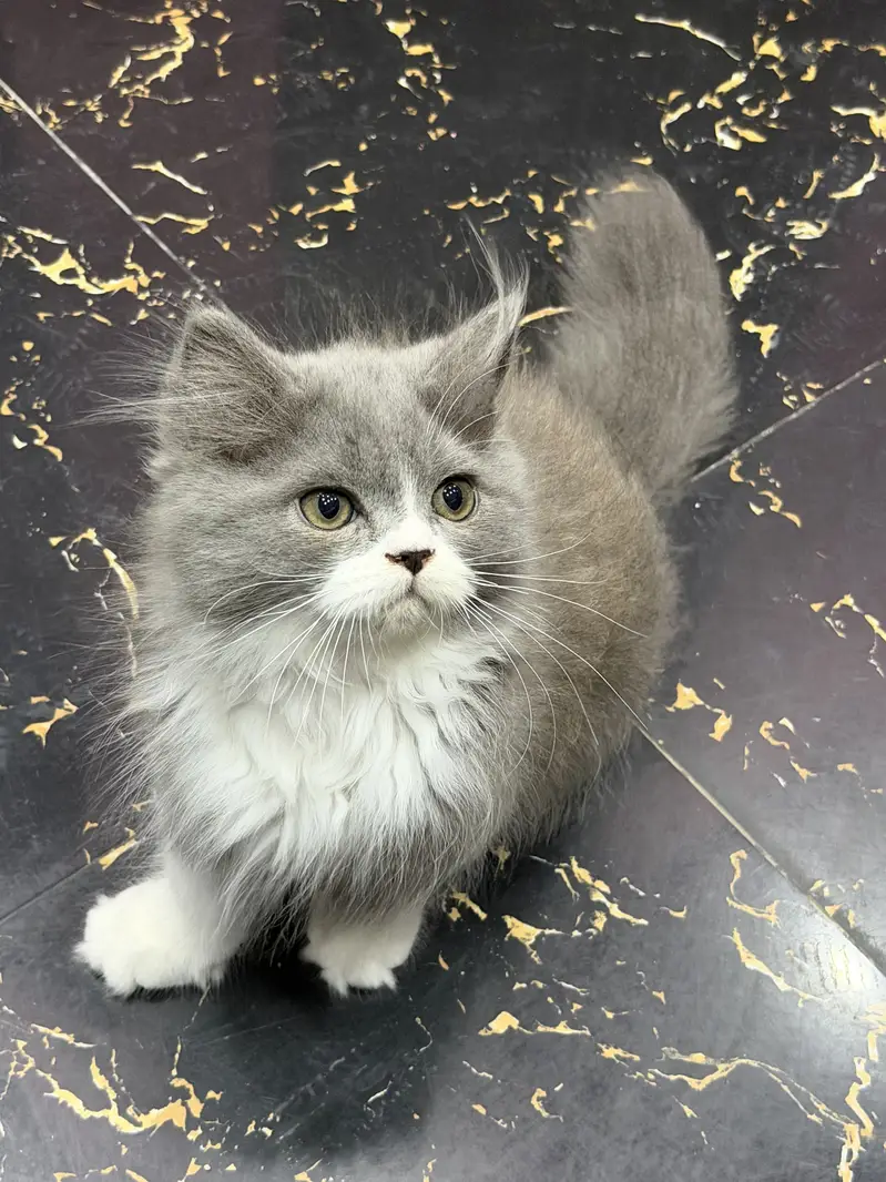 Both kittens are sale fully vaccinated each price 22000 — photo 4