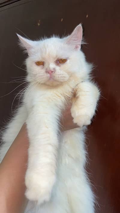#Persiancat #Persianadult #Persianwhitecat