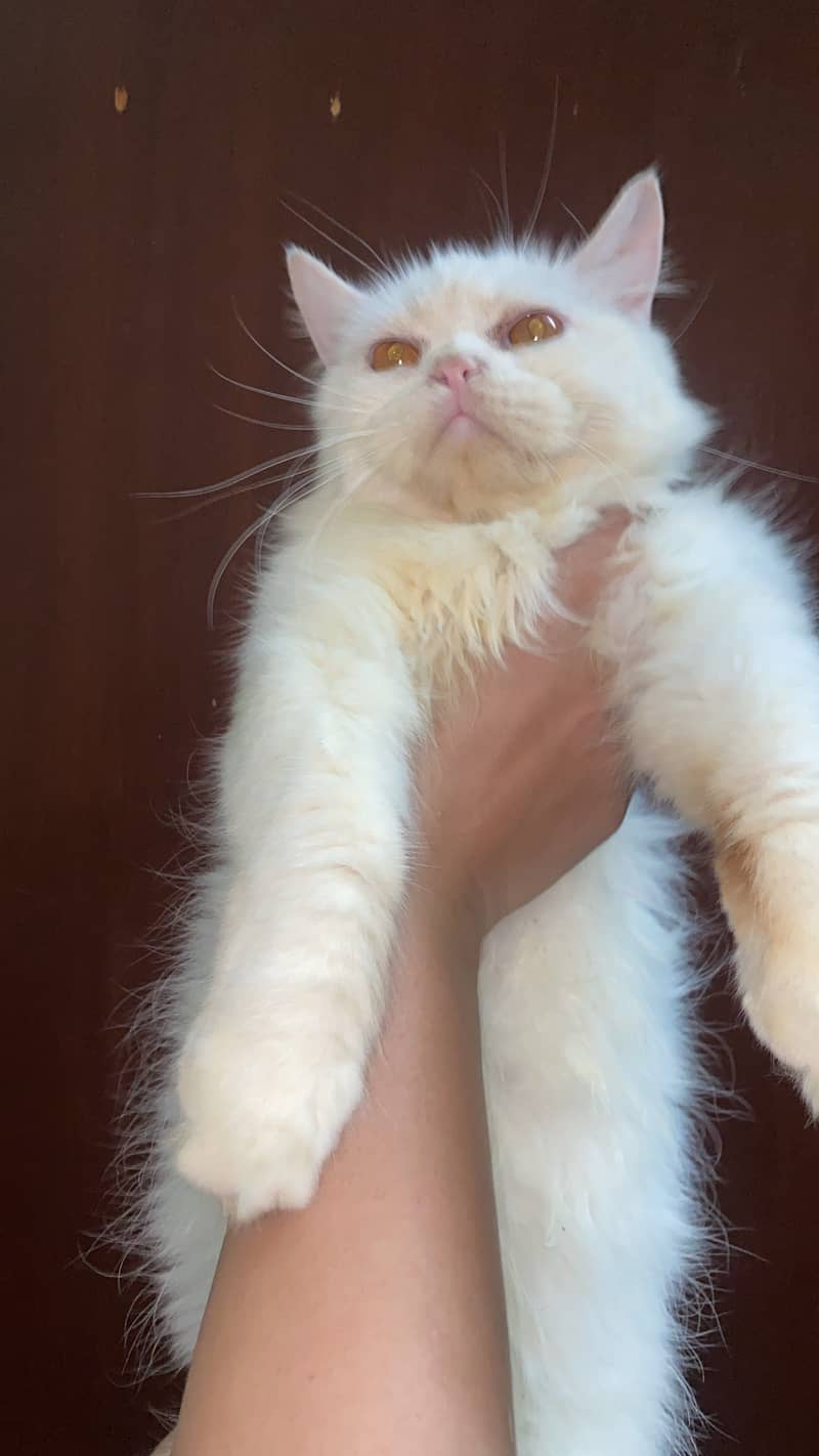 Persian cat pair 1