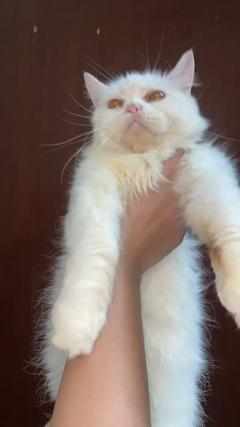 #Persiancat #Persianadult #Persianwhitecat — photo 2