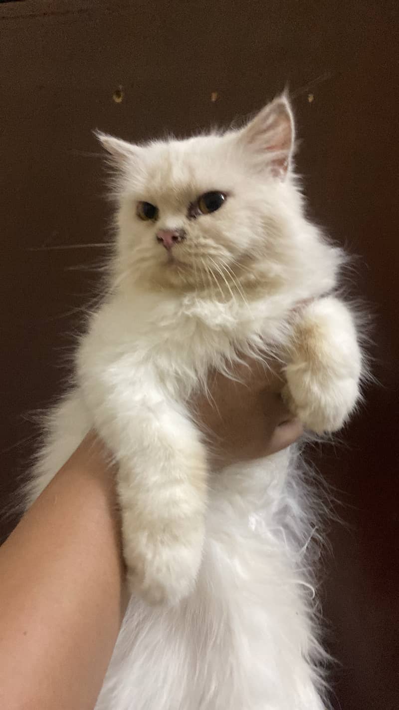 Persian cat pair 2