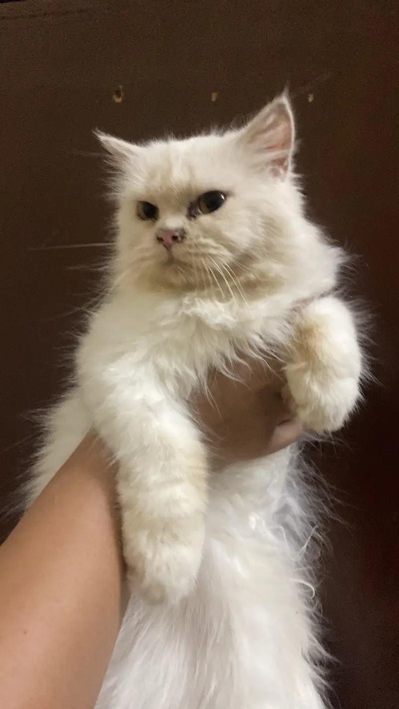 #Persiancat #Persianadult #Persianwhitecat — photo 3