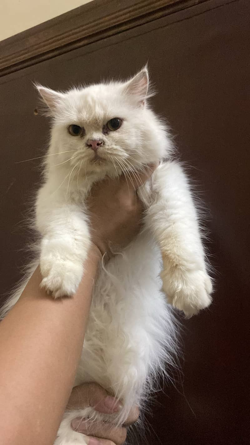 Persian cat pair 3