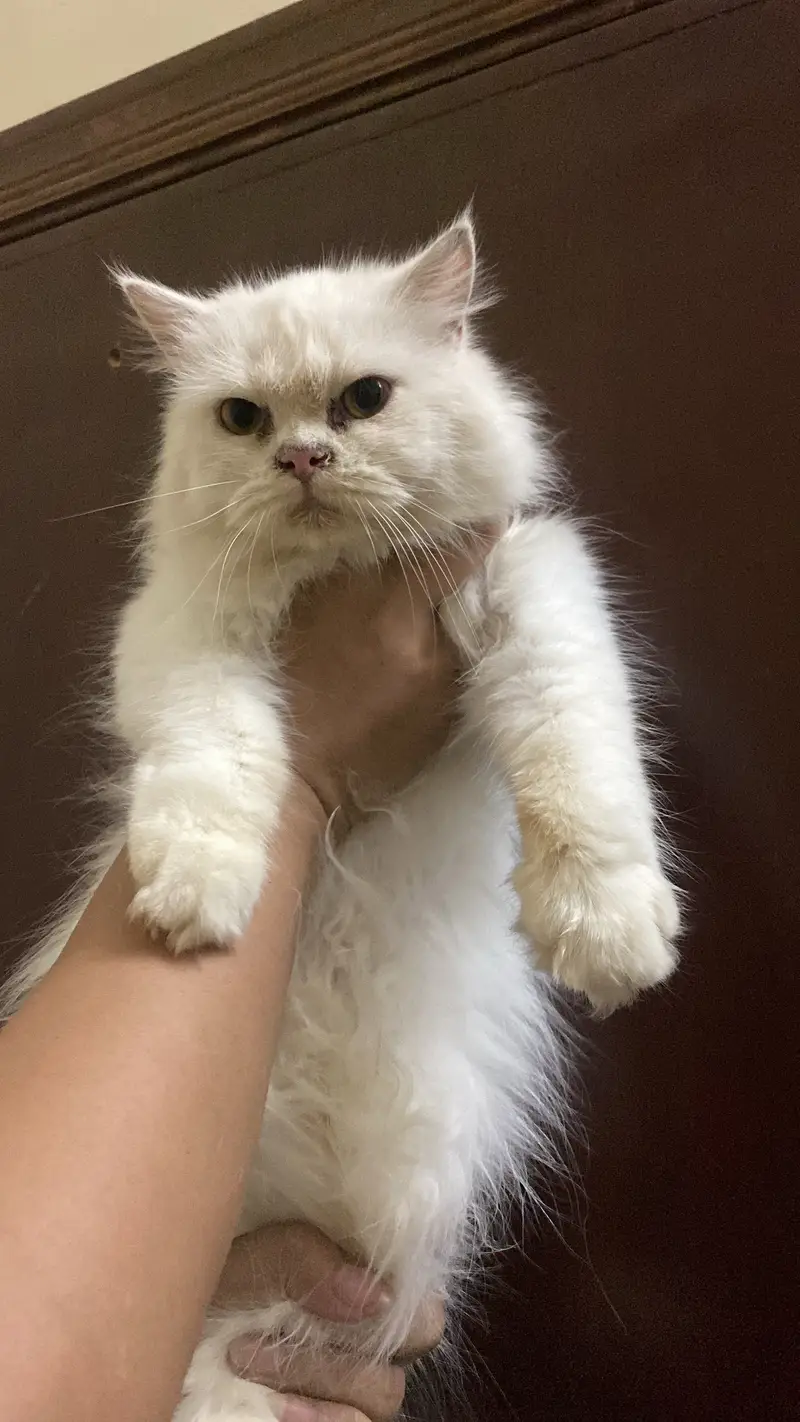 #Persiancat #Persianadult #Persianwhitecat — photo 4