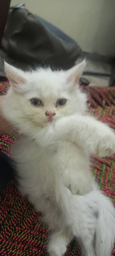 cat available