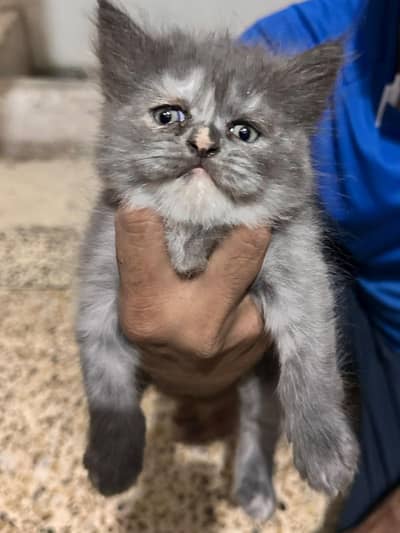 3 beautiful persion kittens 2 white 1 grey