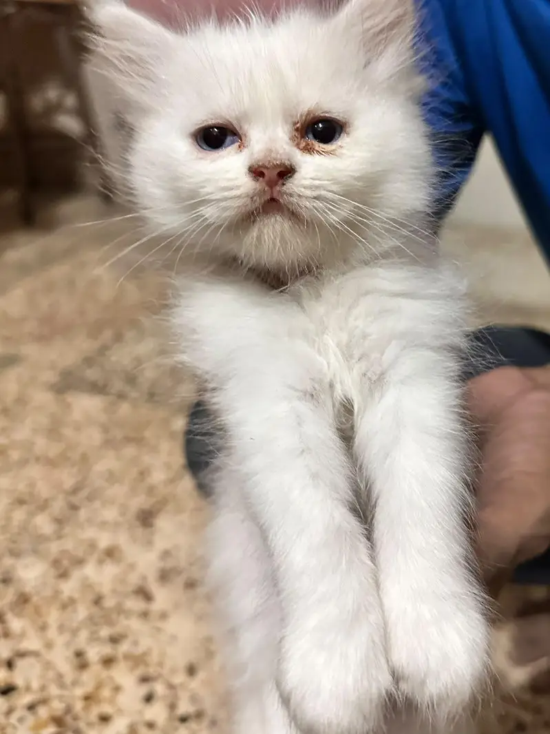 3 beautiful persion kittens 2 white 1 grey — photo 2