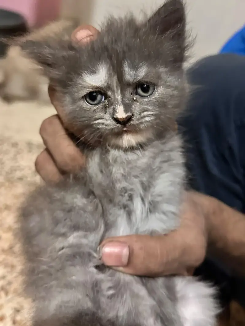 3 beautiful persion kittens 2 white 1 grey — photo 3