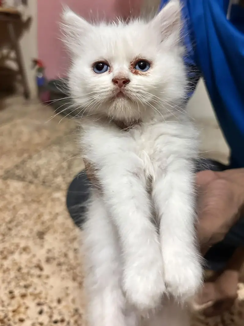 3 beautiful persion kittens 2 white 1 grey — photo 4