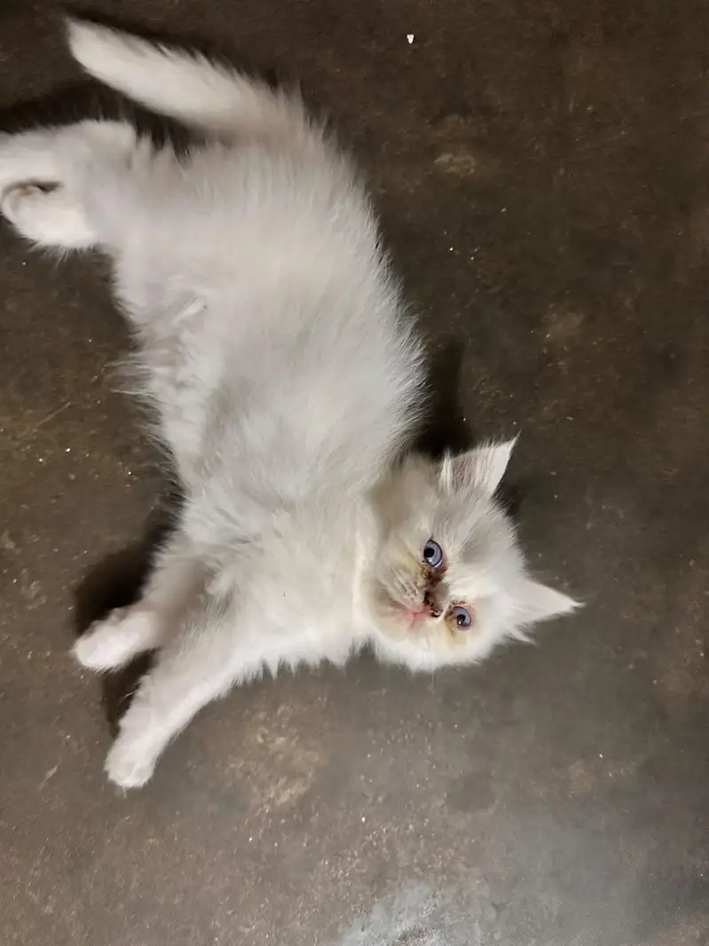3 beautiful persion kittens 2 white 1 grey — photo 5