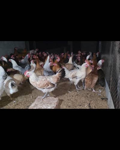 Golden Misri Egg Laying hens / Golden misri murghi / Egg Laying hens