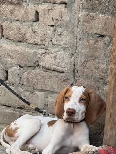 ENGLISH POINTER WHITE + BROWN COULOR COMBO#[03@17@77@73@514]