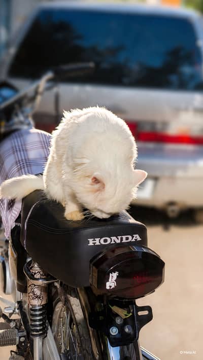 Sale for cat