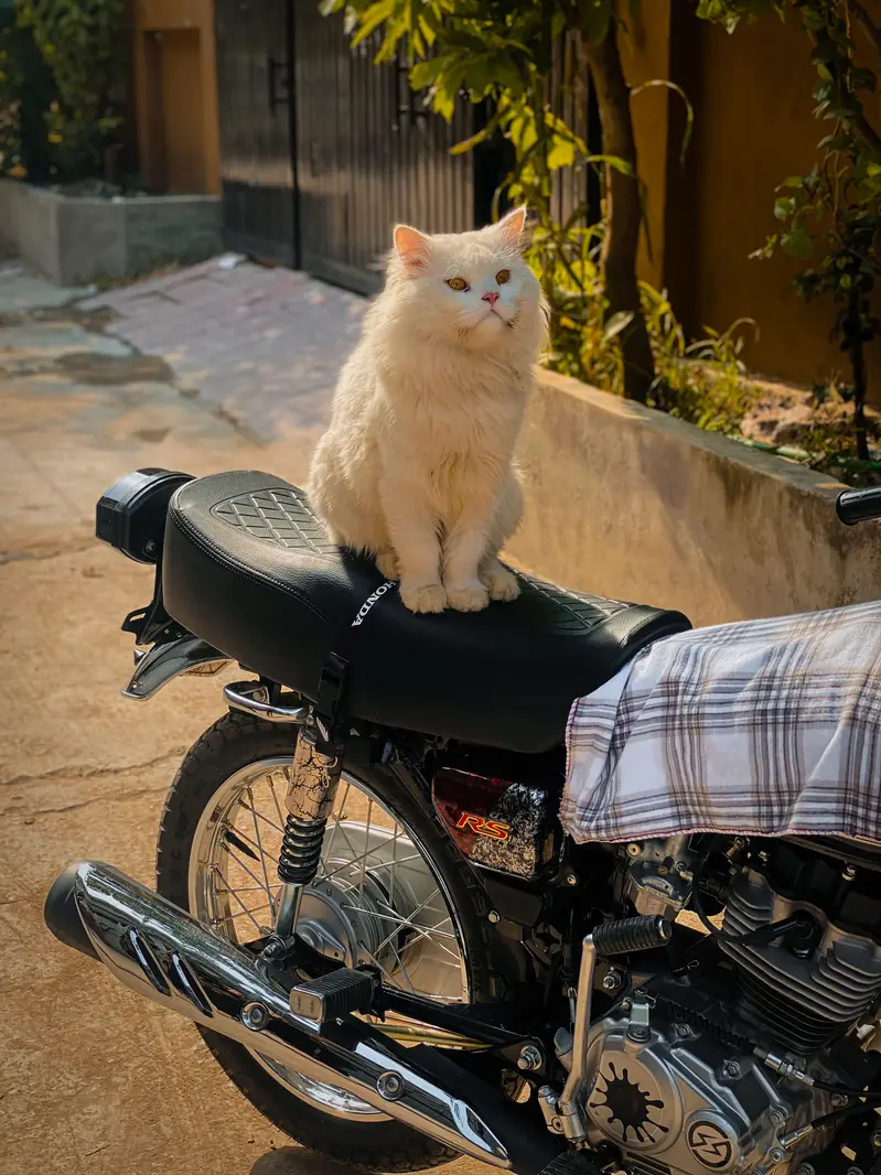 Sale for cat — photo 2