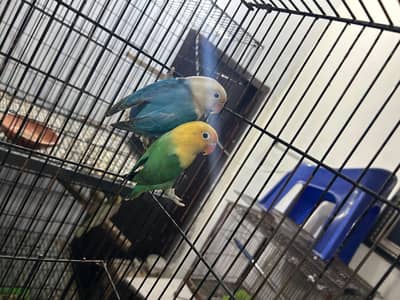 Parblue Opline/df//yF (male) X Blue opline /DF
