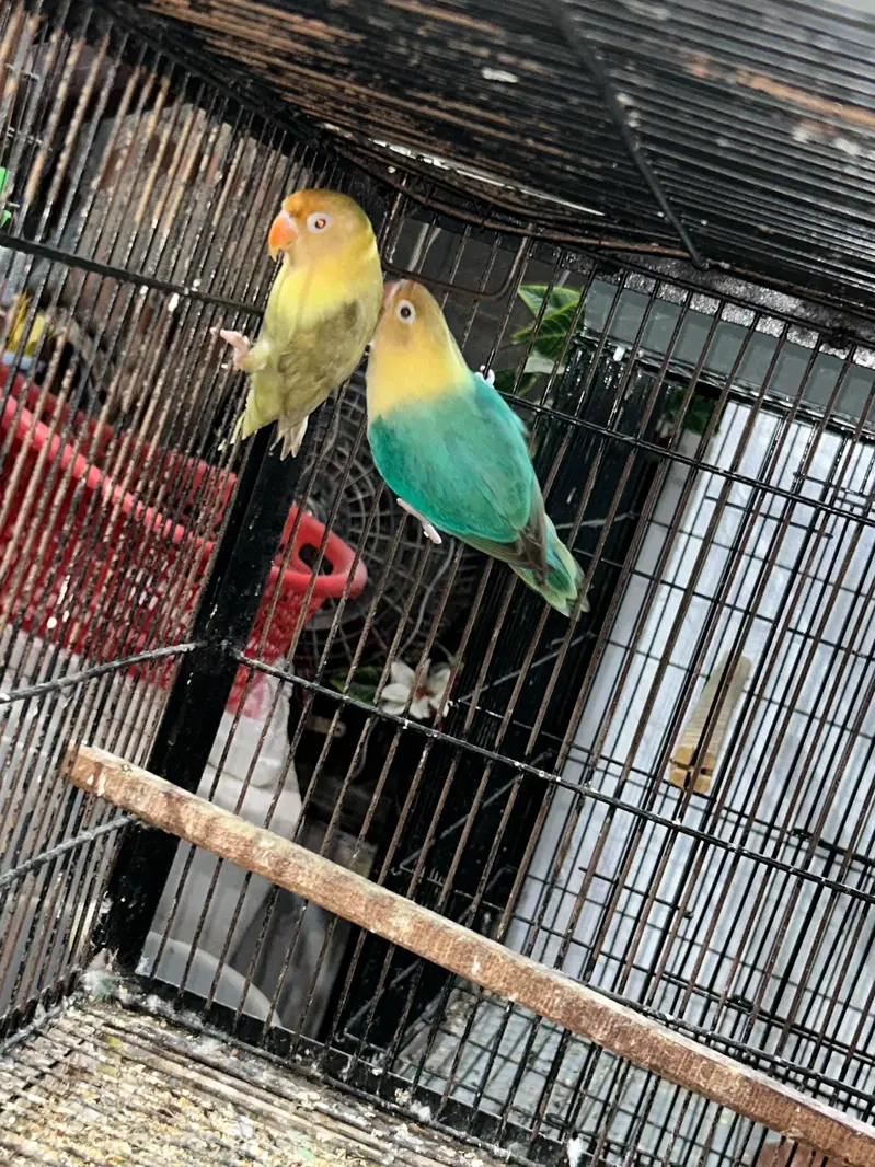 Parblue Opline/df//yF (male) X Blue opline /DF — photo 2