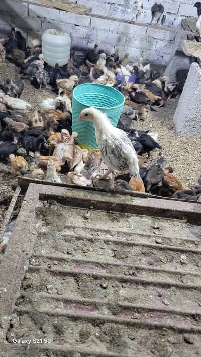 Golden Misri chicks for sale / Desi Hens age 1 month ( 03467621562)