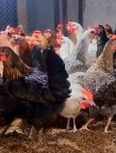 Fresh Golden Misri Egg Laying Hens Available In Bulk  Quantity  Age 6
