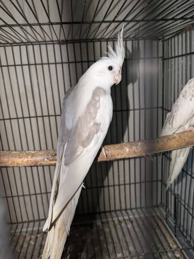 cocktail v pied pair