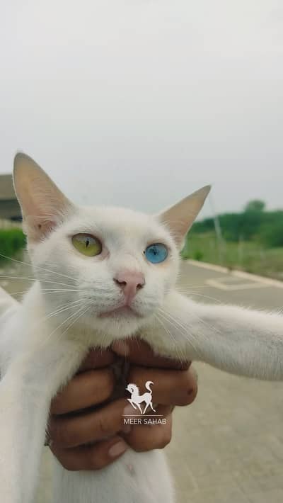 Beautiful White Odd Eye Cat one blue and one green/golden