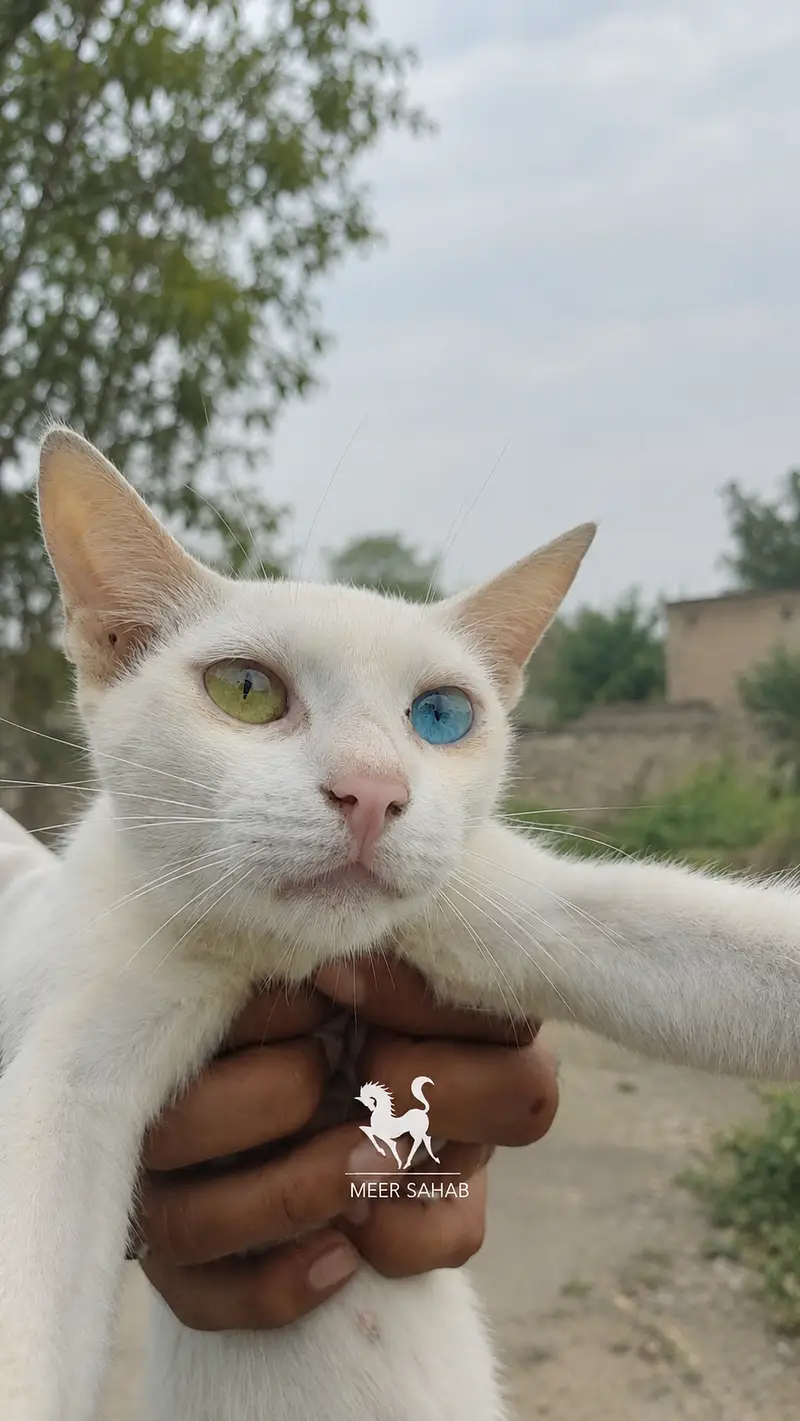 Beautiful White Odd Eye Cat one blue and one green/golden — photo 2