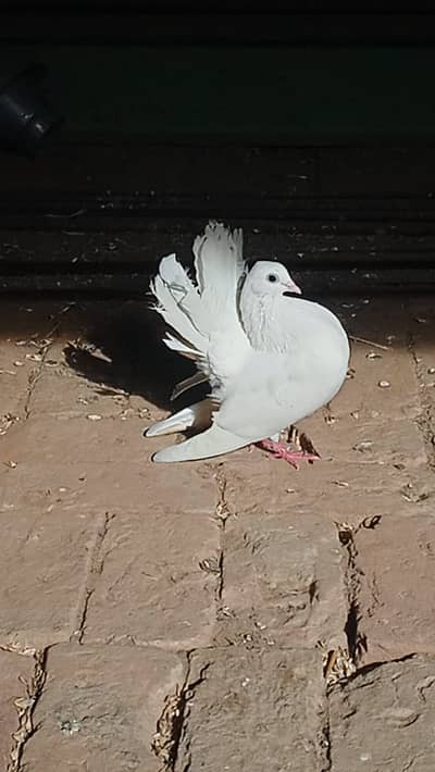 Fancy pigeons for sale