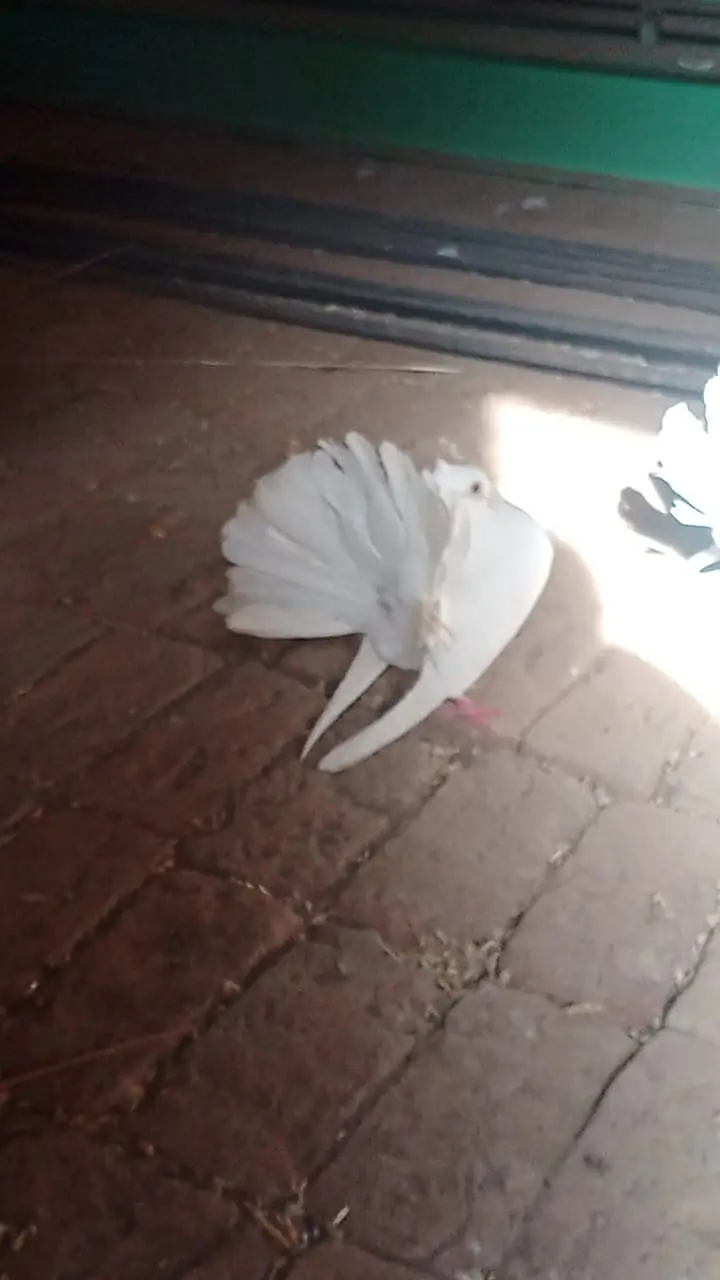 Fancy pigeons for sale — photo 2
